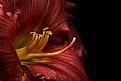 Picture Title - red lily -last one