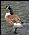 CANADA GOOSE