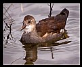 Picture Title - Moorhen