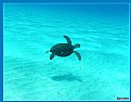 Picture Title - Turtle in Silence