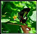 Picture Title - Butterfly_7