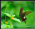 Picture Title - Butterfly_8