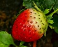 Picture Title - Juicy Strawberry