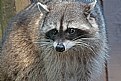 Picture Title - Friendly Racoon