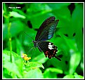 Picture Title - Butterfly_9