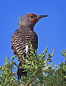 Picture Title - Northern Flicker