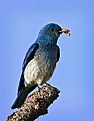 Picture Title - Male Mountain Bluebird