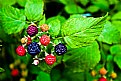 Picture Title - Berries