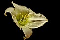 Picture Title - white lily