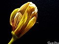 Picture Title - Flower :)
