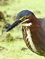 Picture Title - Green Heron