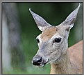 Picture Title - Deer Friend