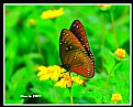 Picture Title - Butterfly_10