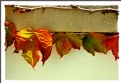 Picture Title - leaves