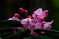 Picture Title - Rhododendrons In The Woods