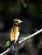 Male Evening Grosbeak