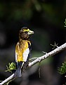 Picture Title - Male Evening Grosbeak