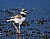 Killdeer Chick 