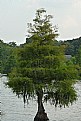 Picture Title - Cypress