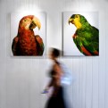 Picture Title - Parrots