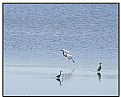 Picture Title - Egrets