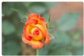 Picture Title - miniature rose