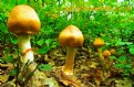 Picture Title - FUNGI IN FOREST