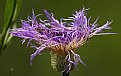 Picture Title - Basketflower