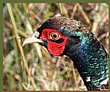 Picture Title - Pheasant in front of my Tent
