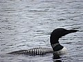 Picture Title - Canada Loon 