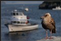 Picture Title - Trinidad Pier Gull