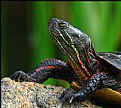 Picture Title - Painted Turtle (Close-up)