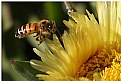 Picture Title - Bee and Ice Plant Flower