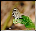 Picture Title - Butterfly_16