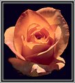 Picture Title - Orange Rose