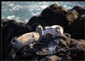 Picture Title - Harbor Seals