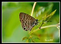 Picture Title - Butterfly_17