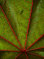 Picture Title - Leaf of ricine