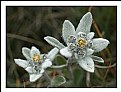 Picture Title - Alpine flowers -1-