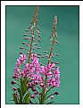 Picture Title - Alpine flowers -2-