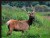 Roosevelt Elk I