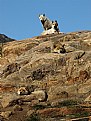 Picture Title - dogs on Greenland