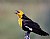 Yellow-headed Blackbird