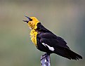 Picture Title - Yellow-headed Blackbird