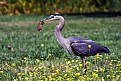 Picture Title - Great Blue Heron Meal