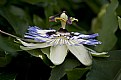 Picture Title - Passiflora flower - detail one