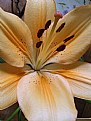 Picture Title - Heart of lily
