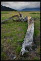 Picture Title - Driftwood Mountains