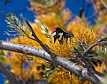 Picture Title - Peekaboo Woodpecker