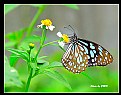 Picture Title - Butterfly_19